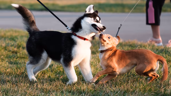 Duboce Park Dog Play Area